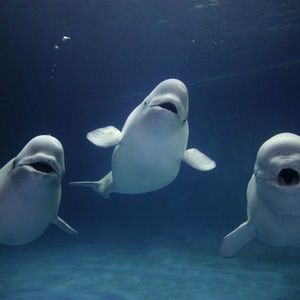 Meet your Posher, Jesusita